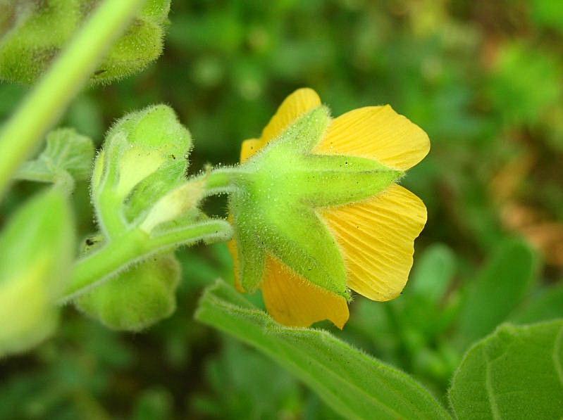 Abutilon theophrasti / Cencio molle